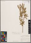 Salix babylonica L. x Salix excelsa S. G. Gmel.